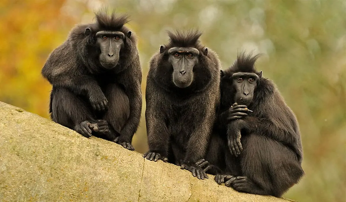 Три обезьянки с заинтересованным видом рассматривают туристов 